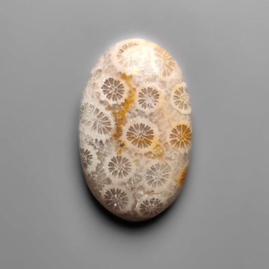 Fossil Coral
