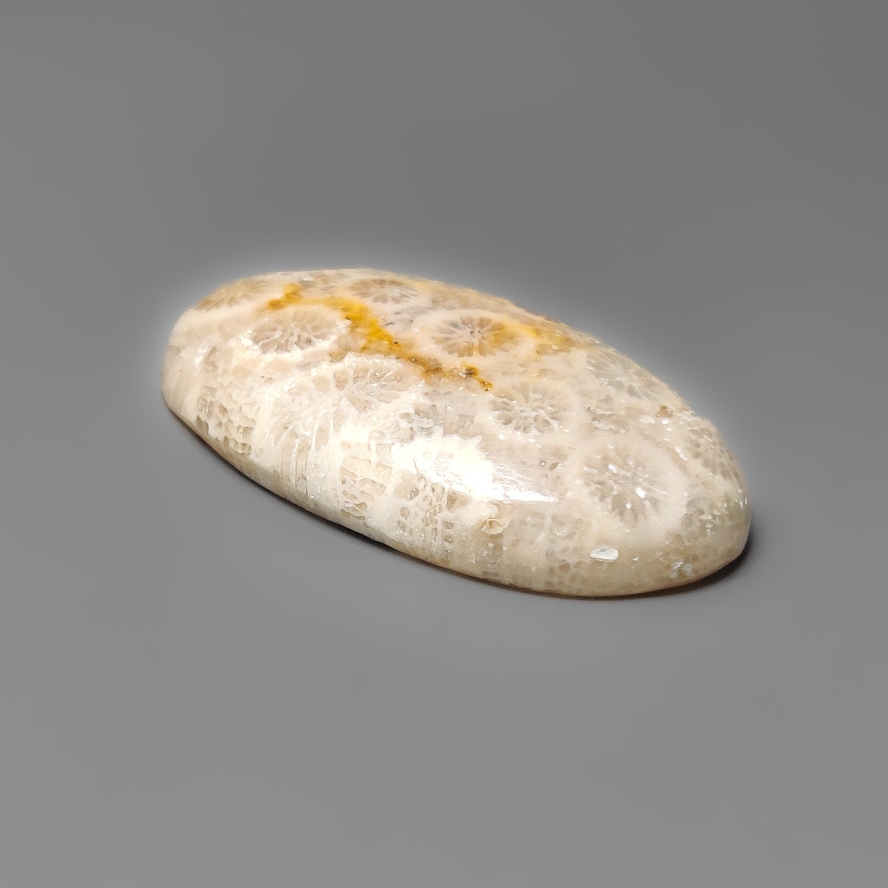 Fossil Coral