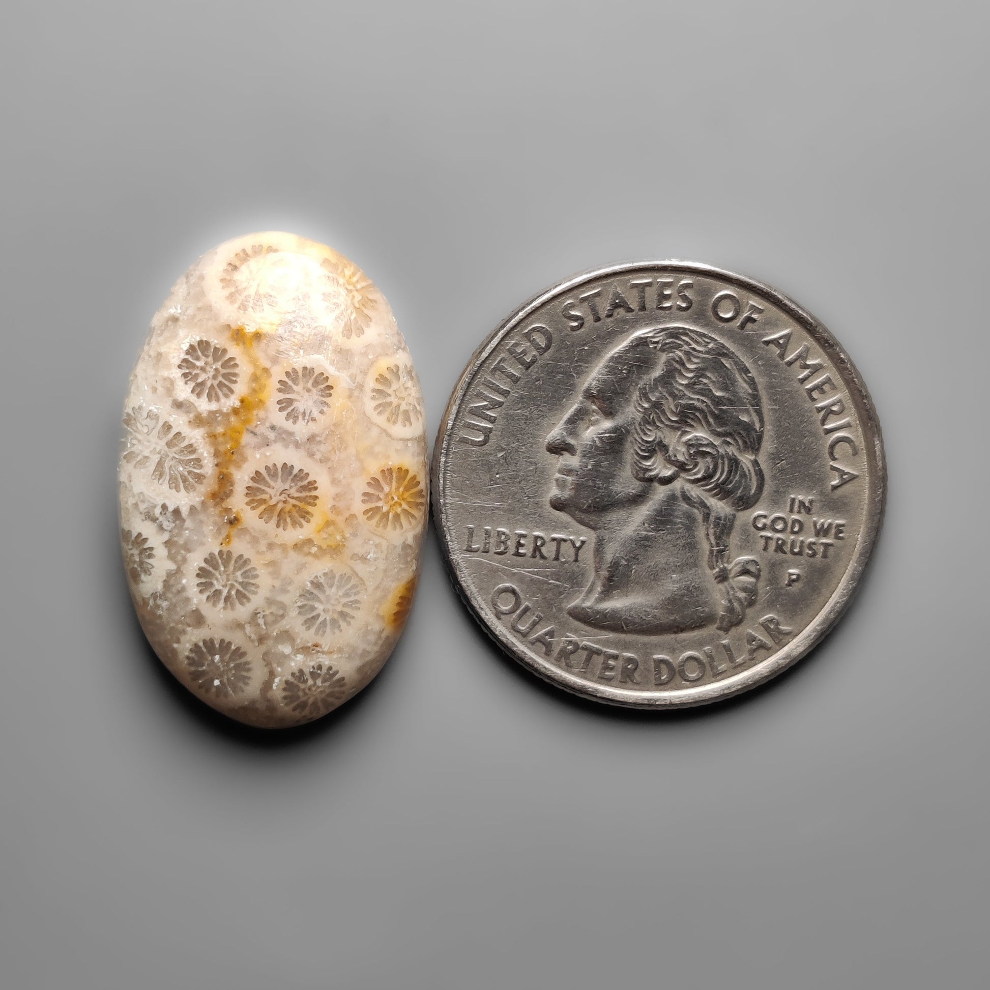 Fossil Coral
