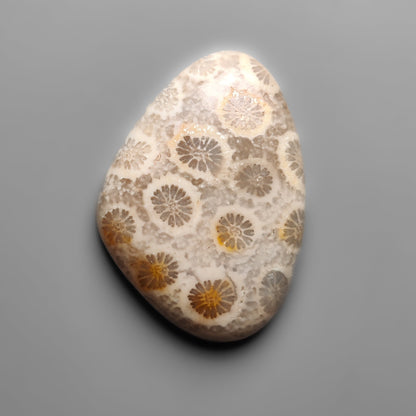 Fossil Coral