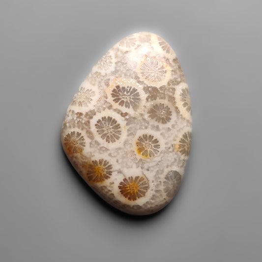 Fossil Coral