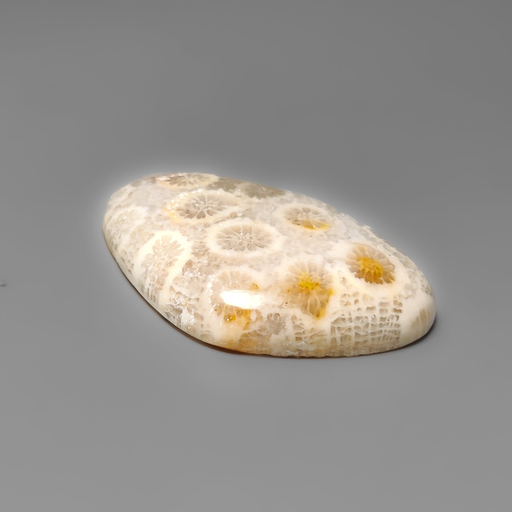 Fossil Coral