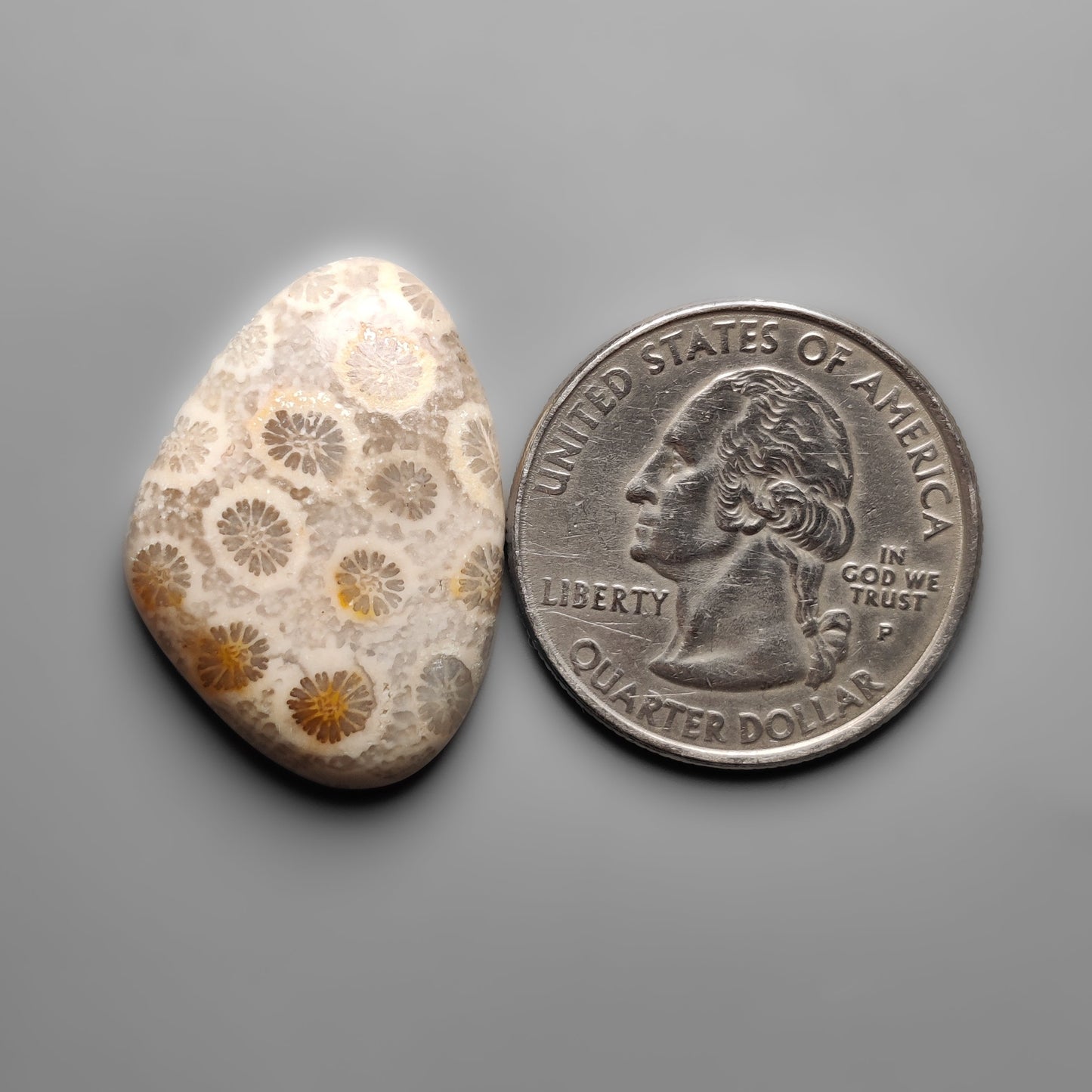 Fossil Coral