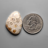 Fossil Coral