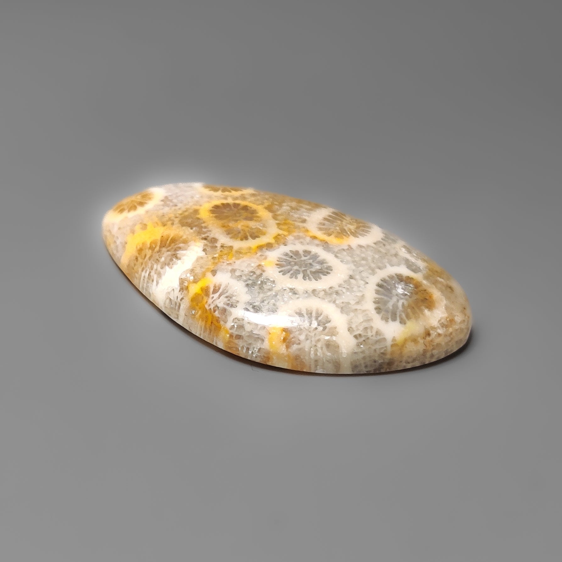 Fossil Coral