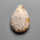 Fossil Coral