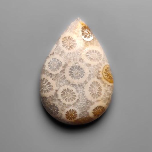 Fossil Coral