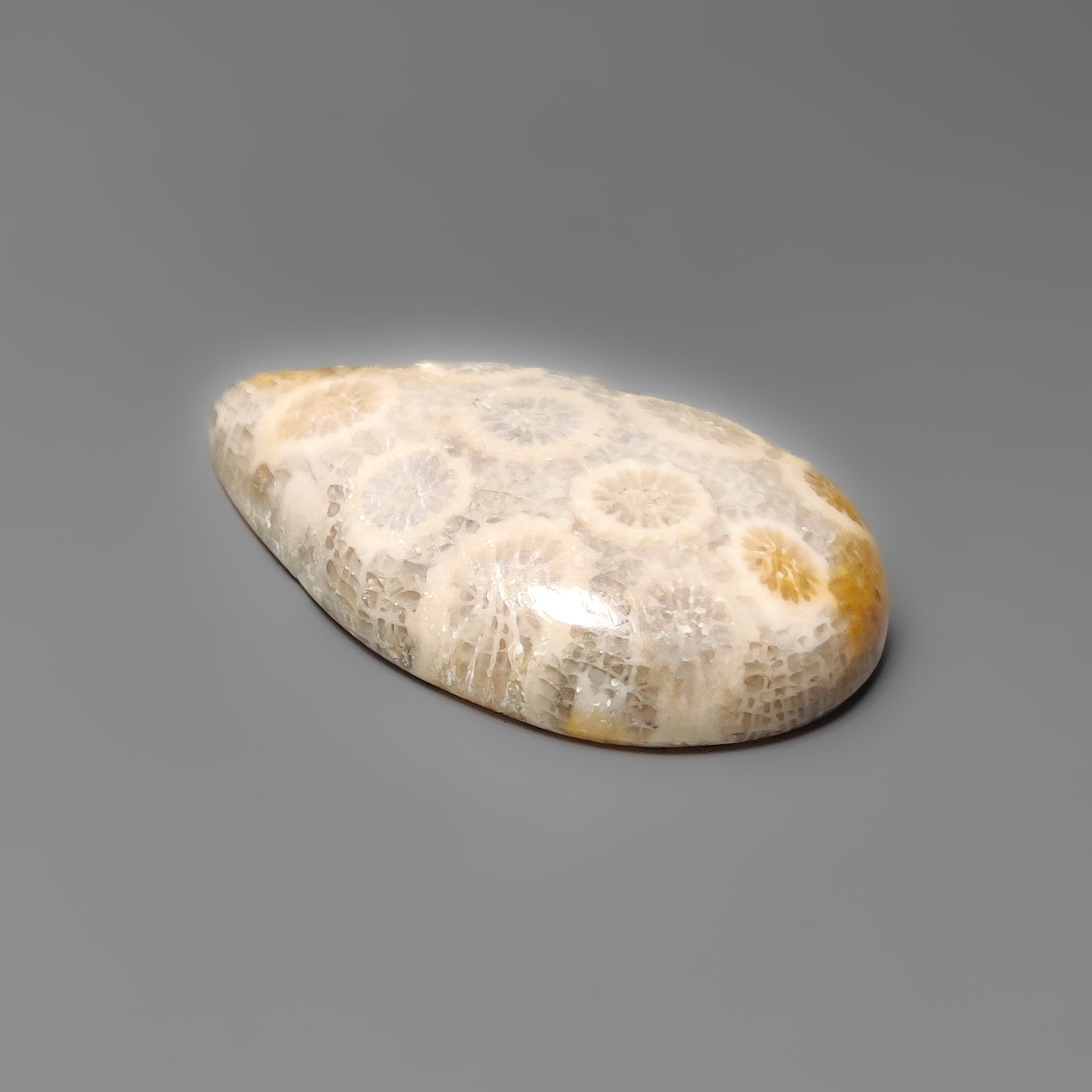 Fossil Coral