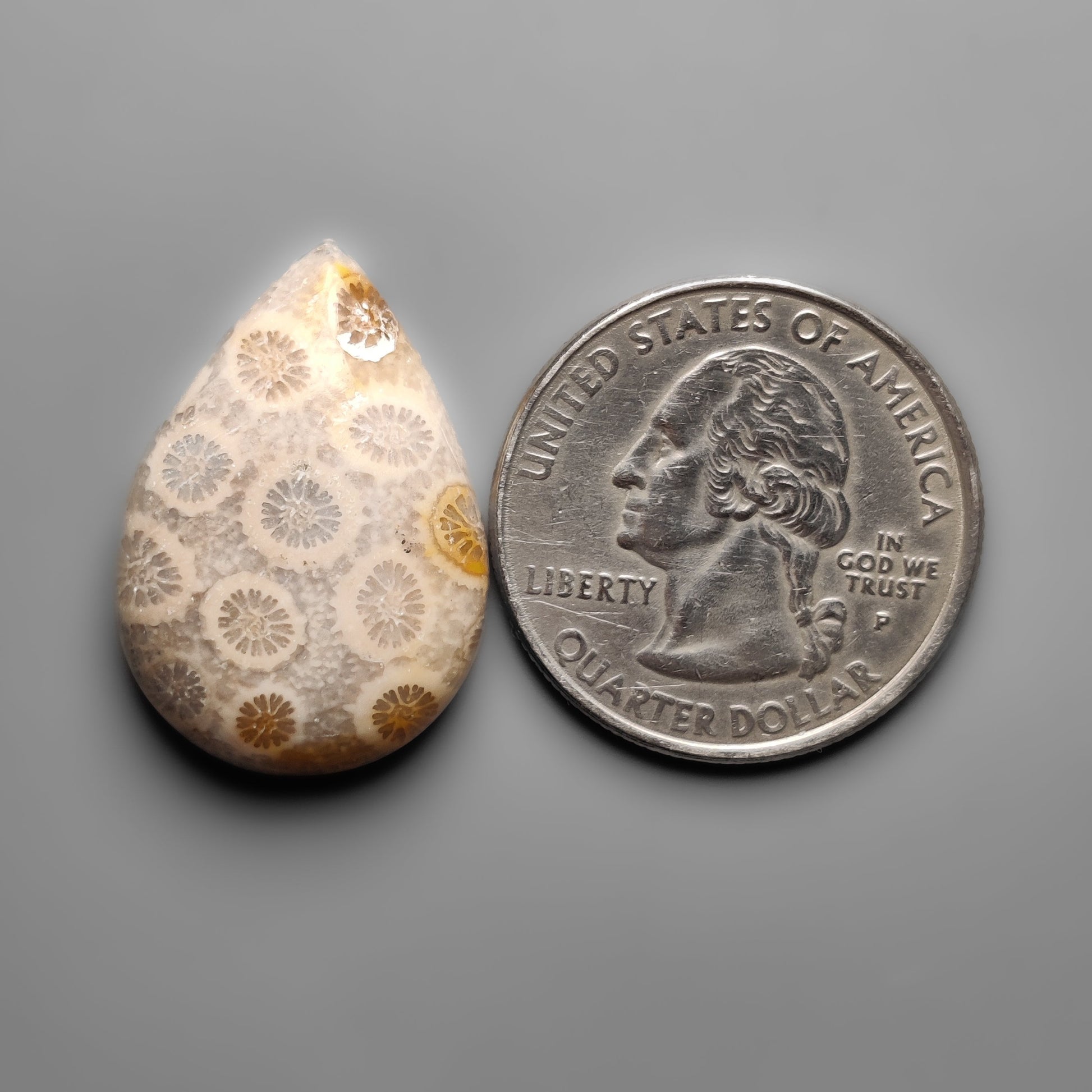 Fossil Coral