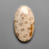 Fossil Coral