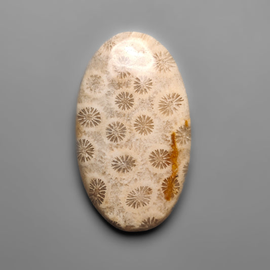 Fossil Coral