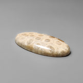 Fossil Coral