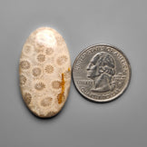 Fossil Coral