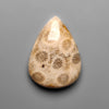 Fossil Coral