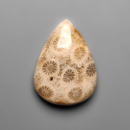 Fossil Coral