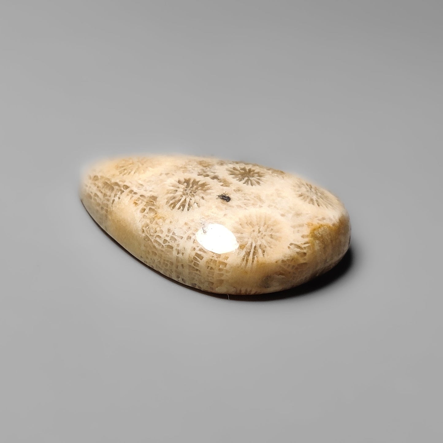 Fossil Coral