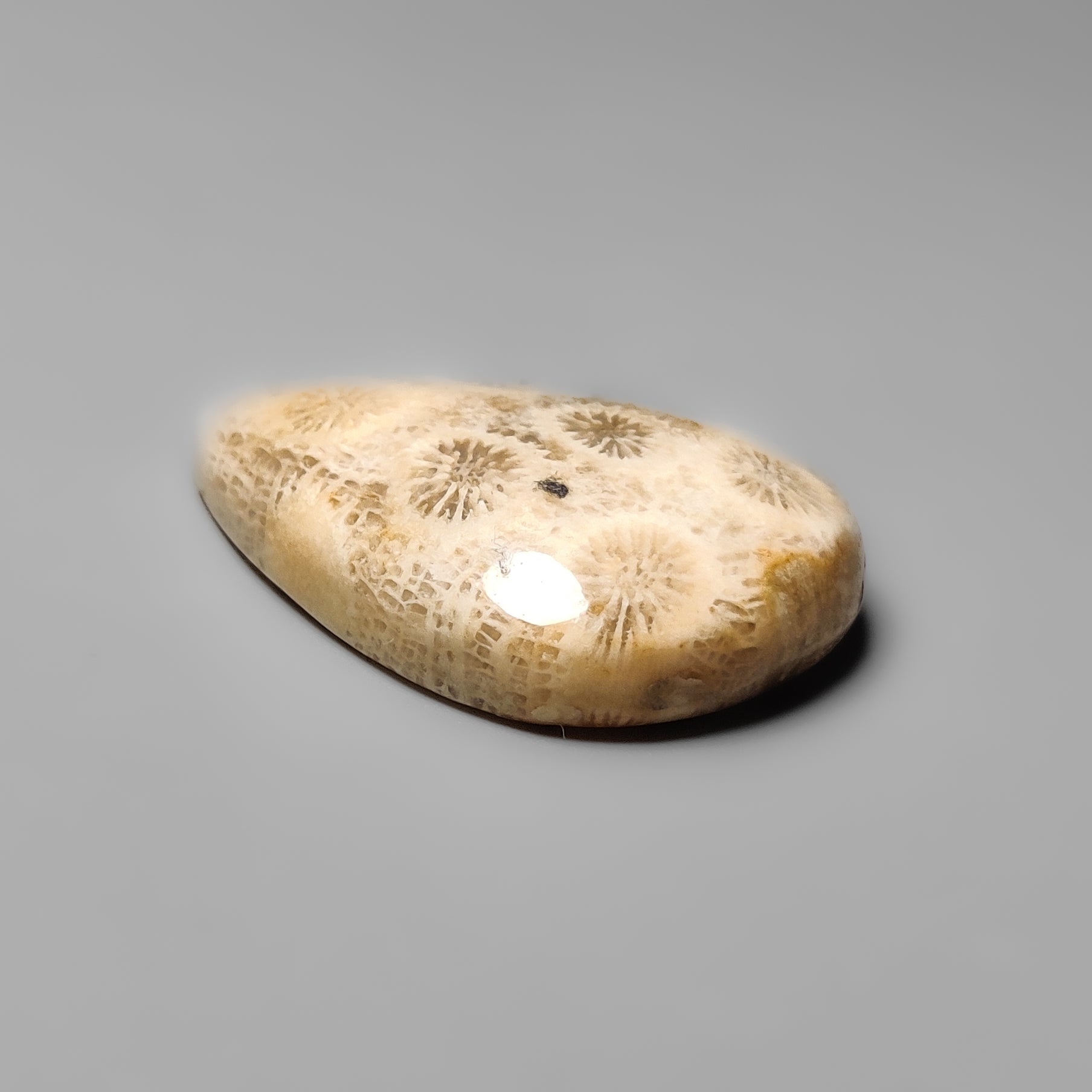 Fossil Coral
