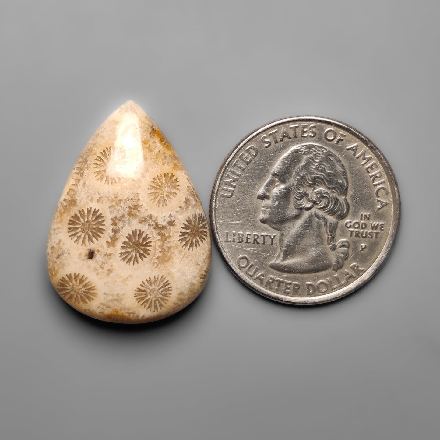 Fossil Coral
