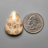 Fossil Coral