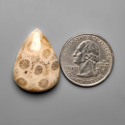 Fossil Coral