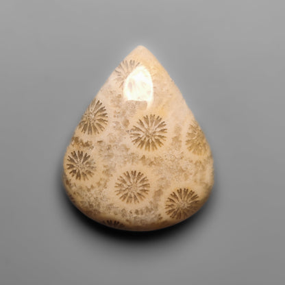 Fossil Coral
