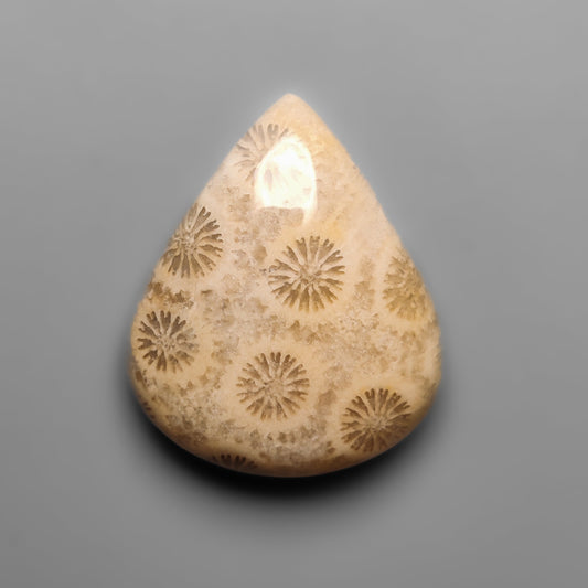 Fossil Coral