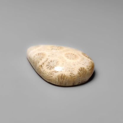 Fossil Coral