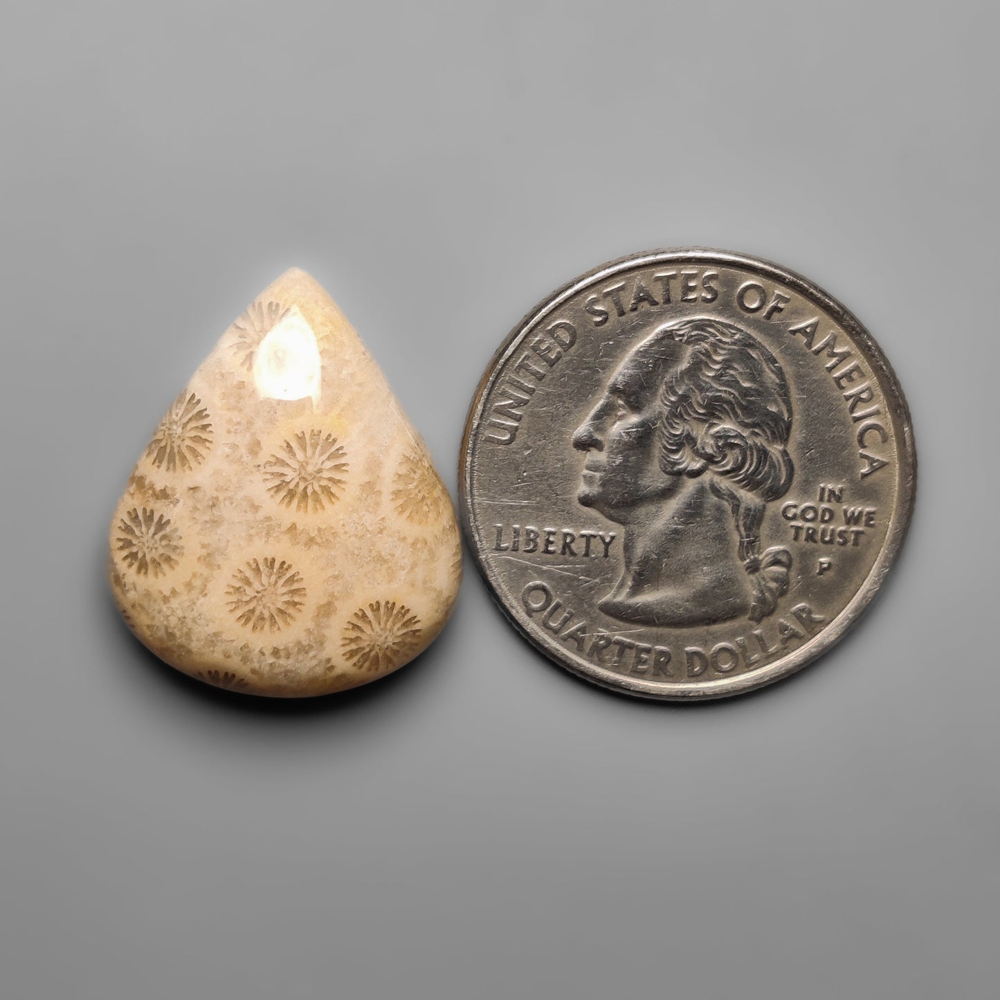 Fossil Coral