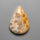Fossil Coral