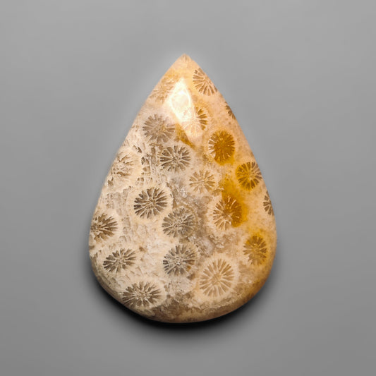 Fossil Coral