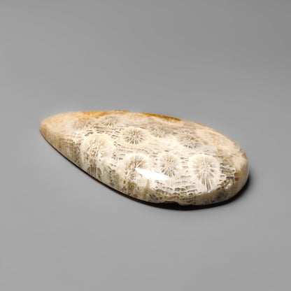Fossil Coral