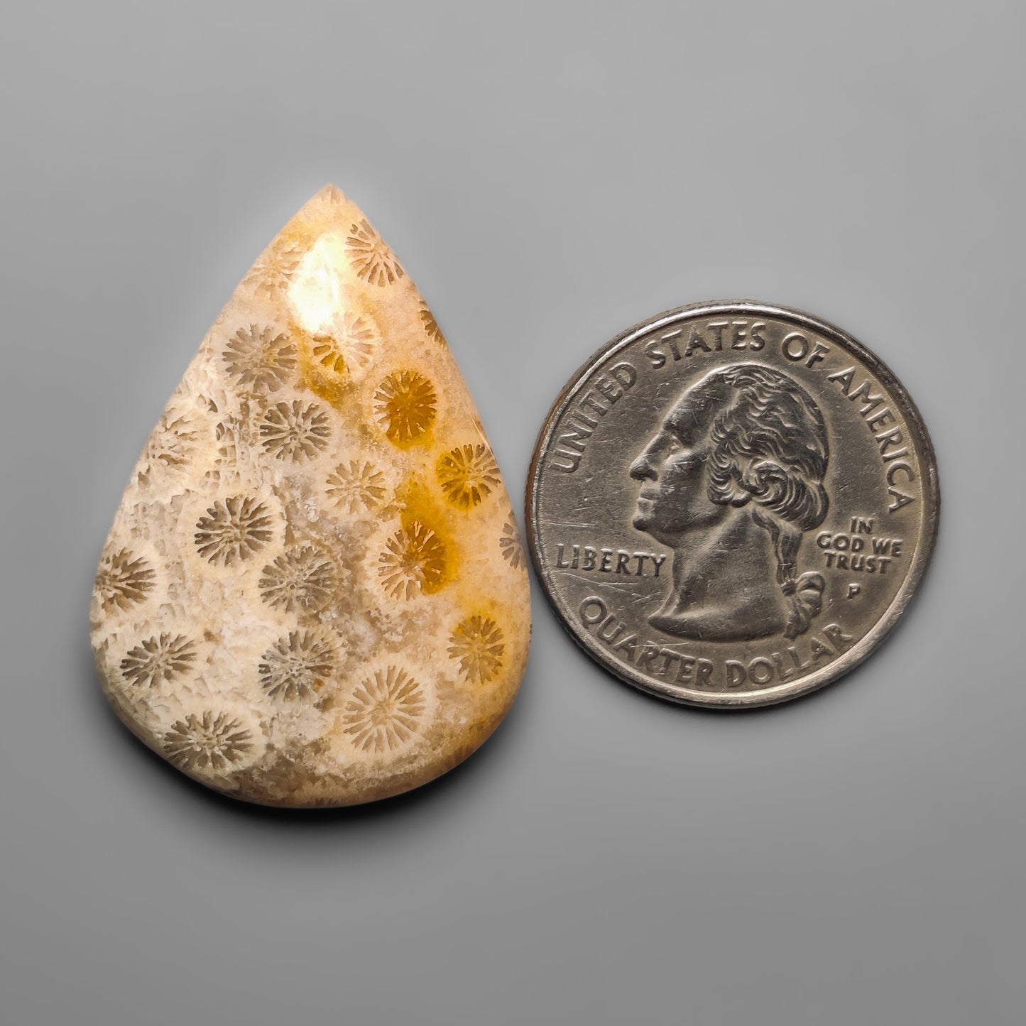 Fossil Coral