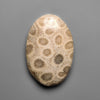 Fossil Coral