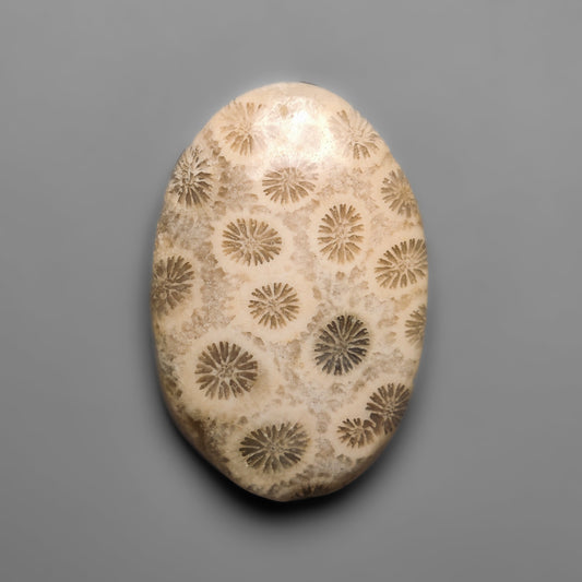 Fossil Coral
