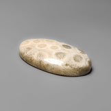 Fossil Coral
