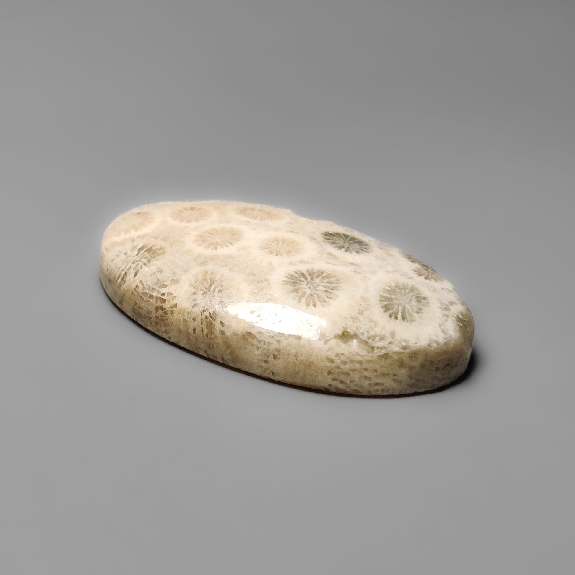 Fossil Coral