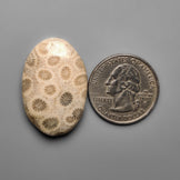 Fossil Coral