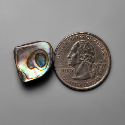 Abalone Shell