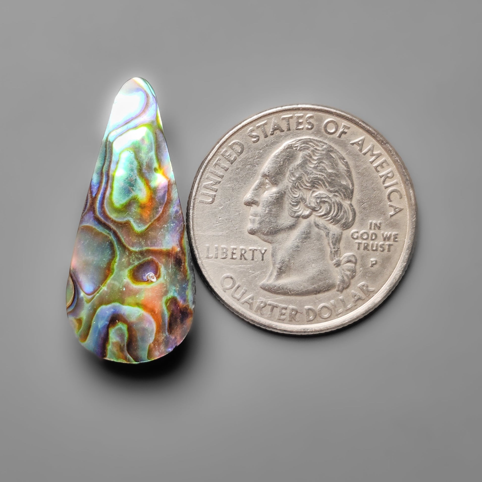 Abalone Shell