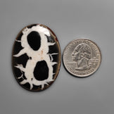 Septarian