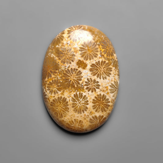 Fossil Coral