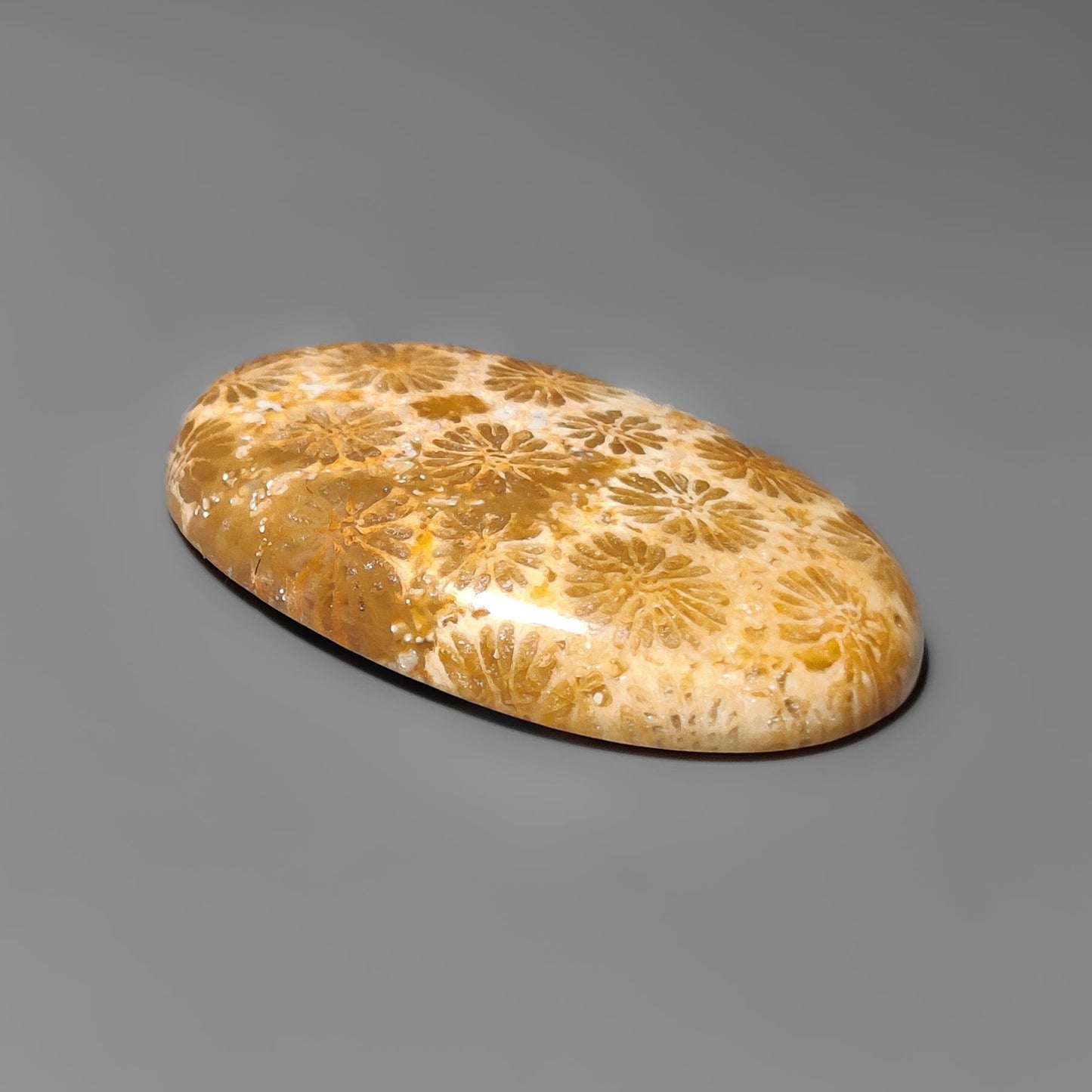 Fossil Coral