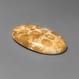 Fossil Coral