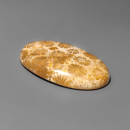 Fossil Coral