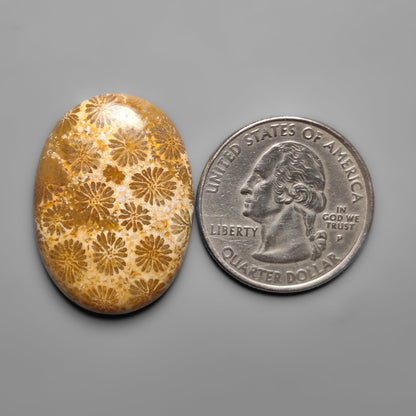 Fossil Coral