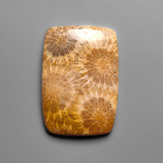 Fossil Coral
