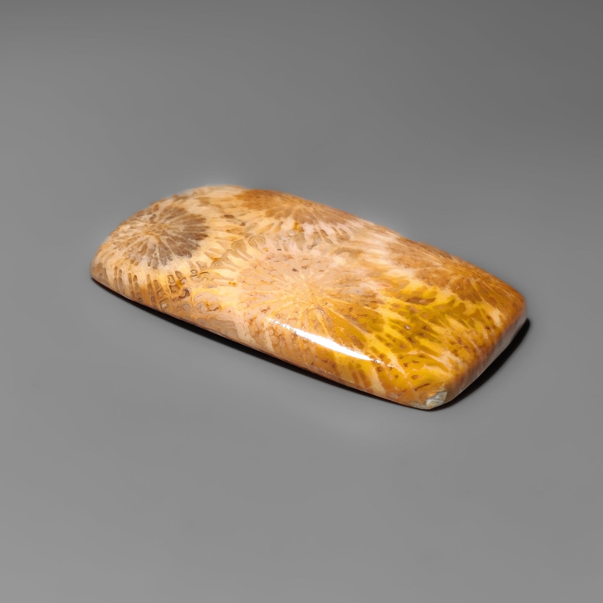 Fossil Coral