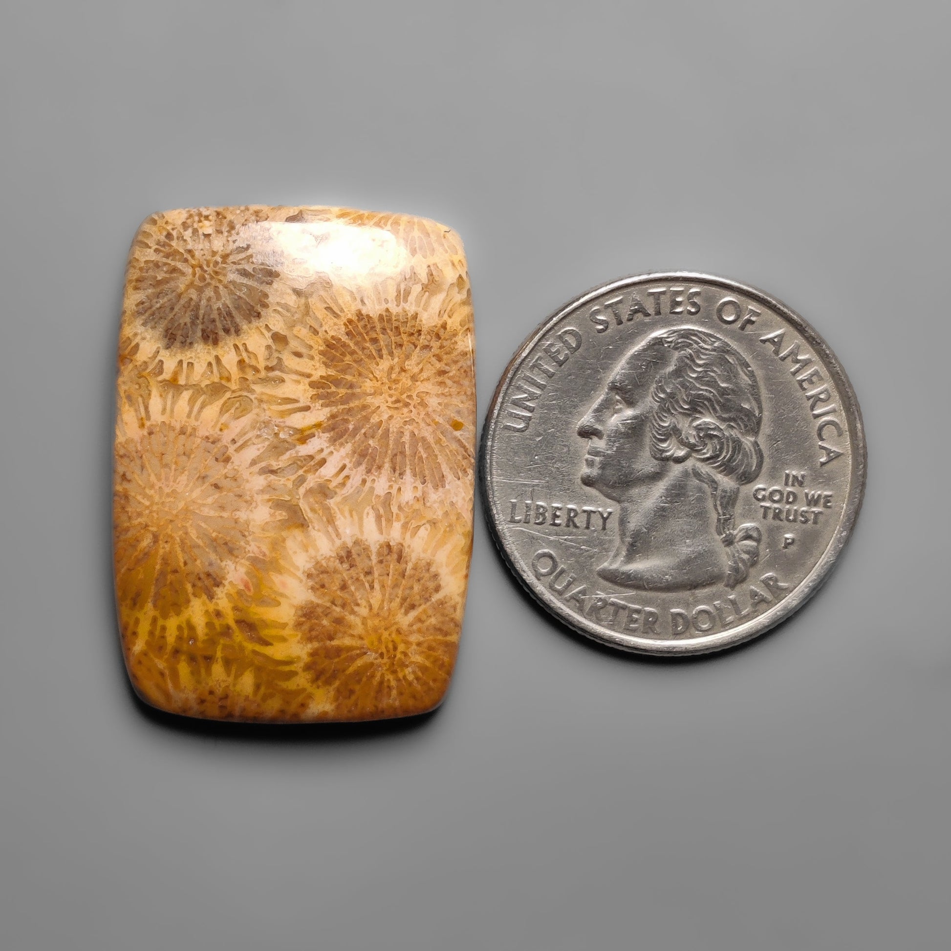 Fossil Coral