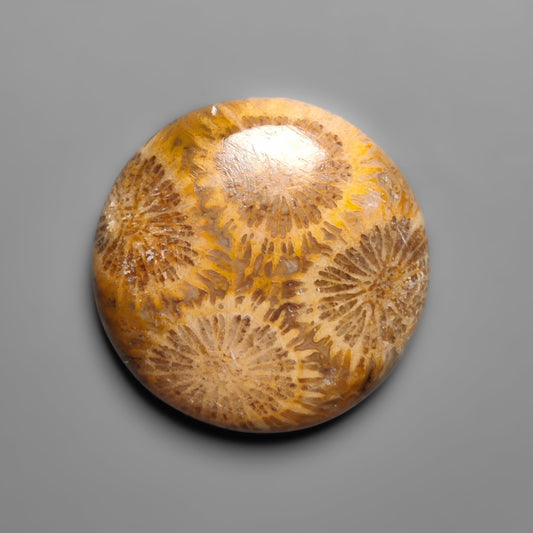 Fossil Coral