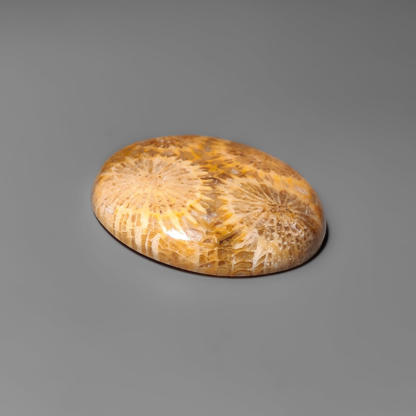 Fossil Coral
